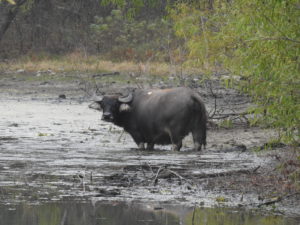 Water Buffalo Hunt