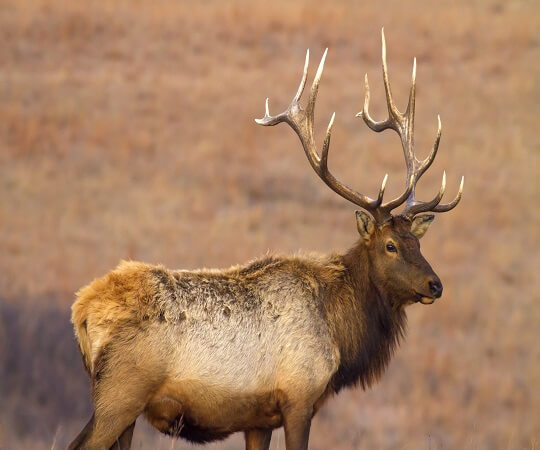 Kansas Elk Hunting