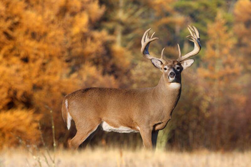 Kansas Whitetail Deer Hunting
