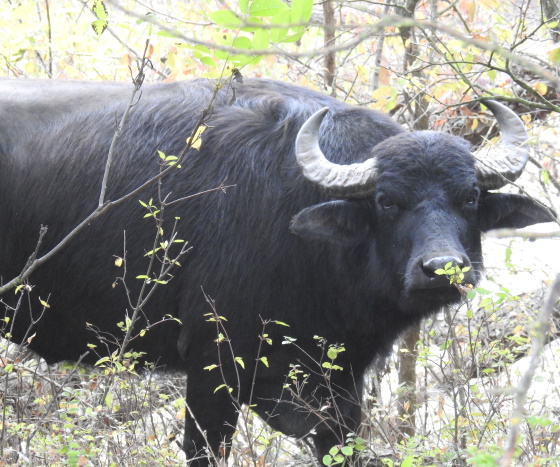Water Buffalo hunting in Kansas
