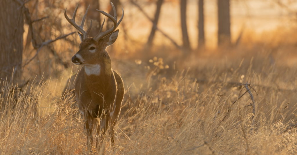 The History of Trophy Whitetail Deer Hunting in Kansas