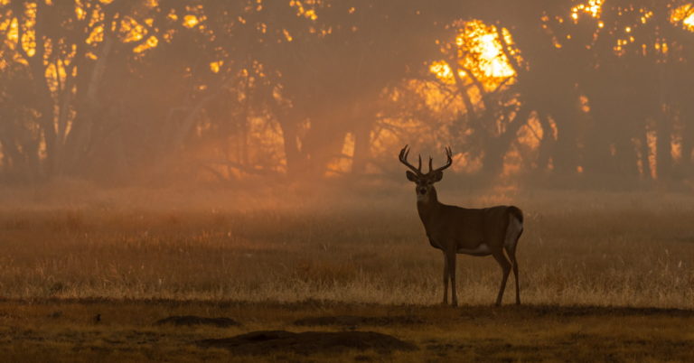 Read more about the article The Best Scopes for Deer Hunting
