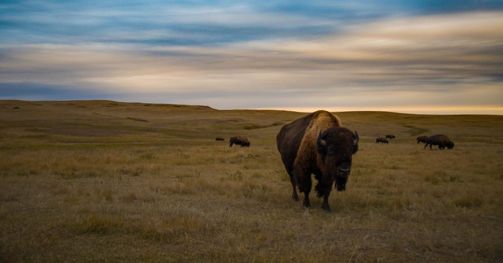 Why Kansas is One of the Best States for Hunting 2021