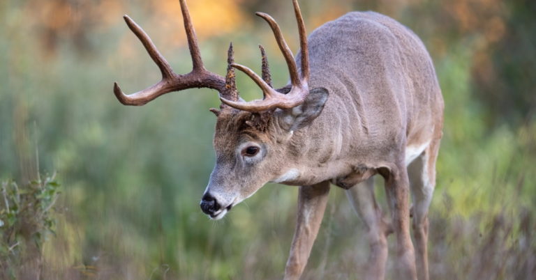 Read more about the article What is High-Fence Hunting?