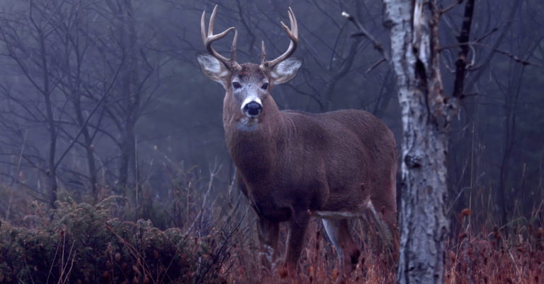 Read more about the article 6 Tips for Booking a Whitetail Buck Hunting Trip