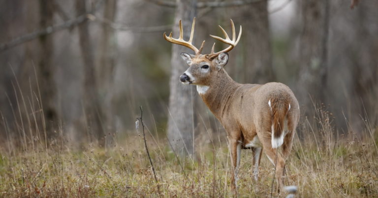 Read more about the article KTO Offers More Than Just Affordable Hunting Trips