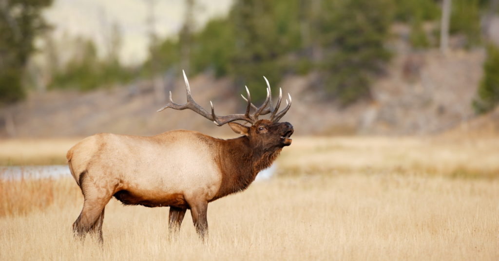 Benefits Of Elk Hunting In Ks 