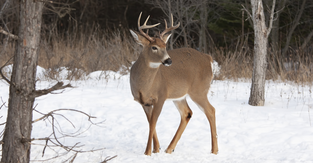 Read more about the article How to Plan the Planning Your Fall 2021 Whitetail Deer Hunt