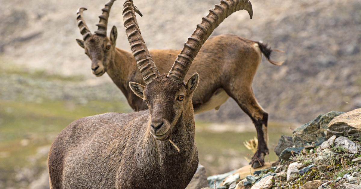 Read more about the article Exotic Trophy Hunts: Ibex Hunting in Kansas