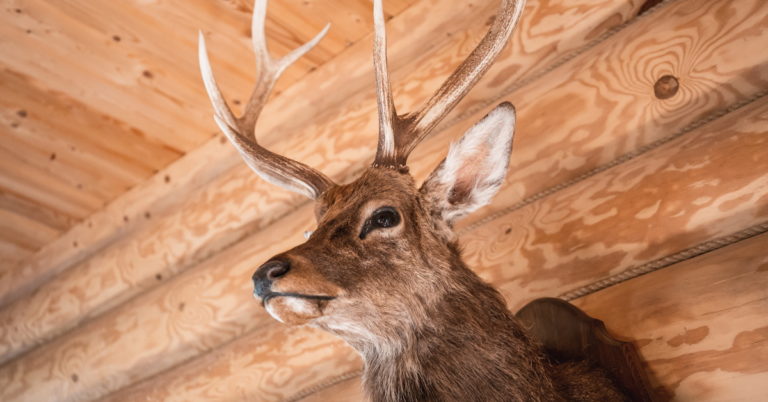 Read more about the article What to Look for When Choosing a Taxidermist