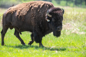Kansas Bison Hunting
