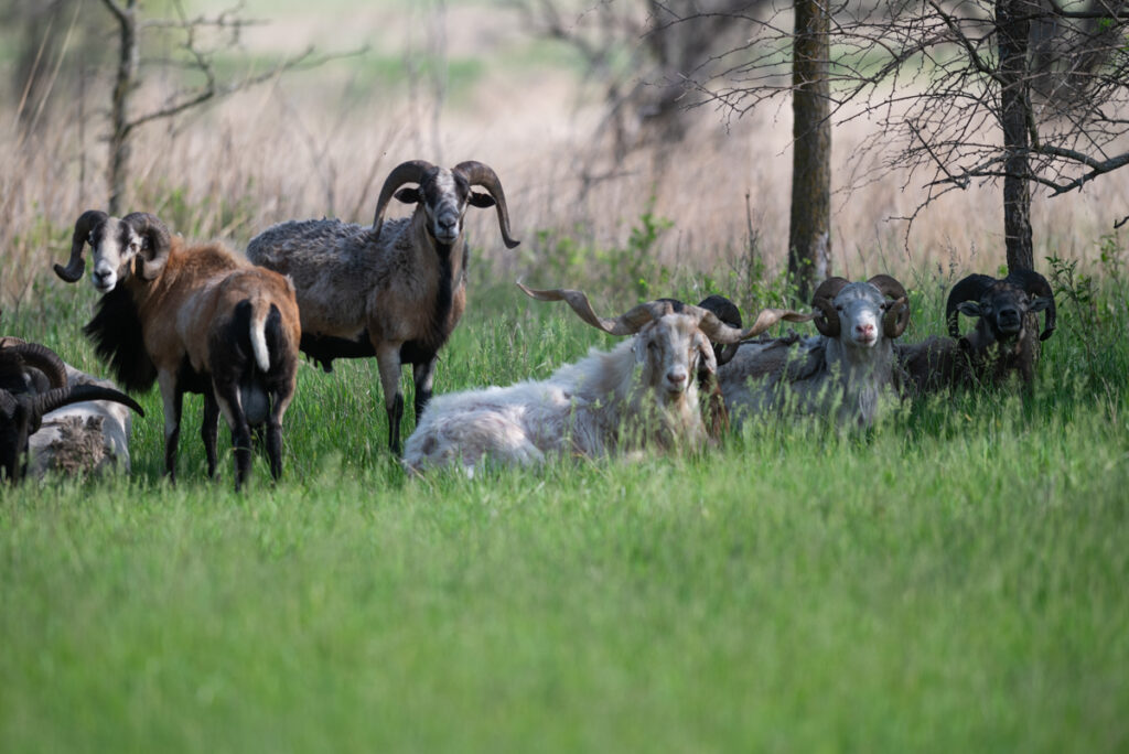 Kansas Ram Hunting