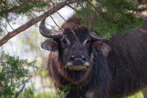 Kansas Water Buffalo Hunting