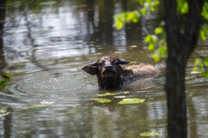 Kansas Water Buffalo Hunting